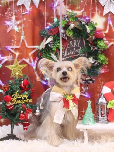 20231229ココちゃん